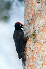 Black Woodpecker (Dryocopus martius)