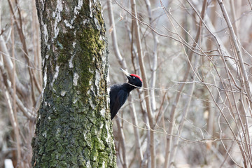 Black Woodpecker (Dryocopus martius).