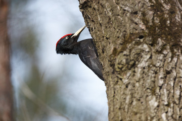 Black Woodpecker (Dryocopus martius).