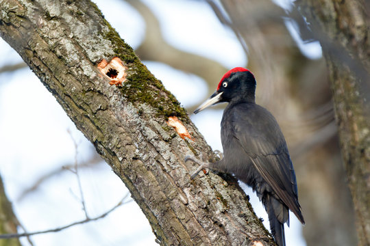 Black Woodpecker (Dryocopus martius)