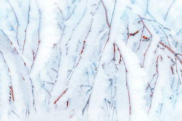 Branches of trees in white snow and frost in winter forest. Christmas background.