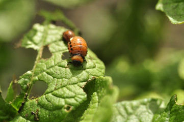The larva of the Colorado beetle has potato leaves