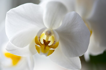 White orhid. Closeup