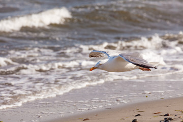 Mövenflug über Strand