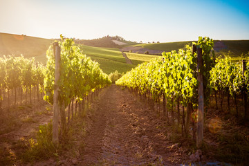 Fototapeta premium Tuscany vineyards