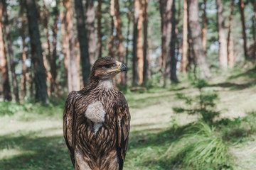 Proud young eagle in the forest