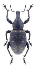 Beetle Liparus glabrirostris on a white background