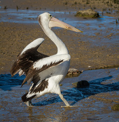 Strutting pelican