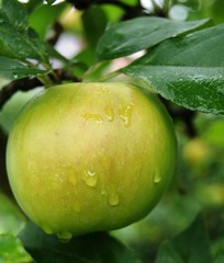Goldrenette, Freiherr von Berlepsch, Apfel noch nicht reif