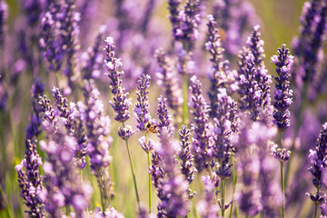 Obraz premium Bees on lavender blooms, summer, Valensole, France