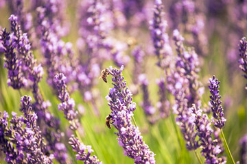 Bees on lavender blooms, summer, Valensole, France