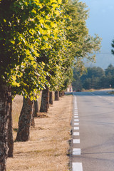 Naklejka premium Tree alley, France