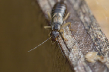 earwig