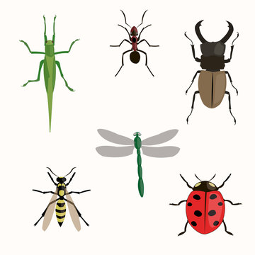 insects set. Illustration on a white background.