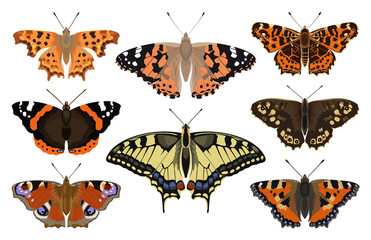 Butterfly collection - vector color illustration