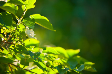 Beautiful blurred Flowers background  leaf  of trees