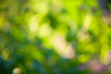 Beautiful blurred green background leaf  of trees