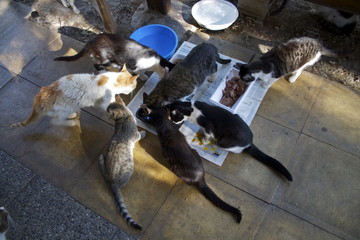 Colonia felina