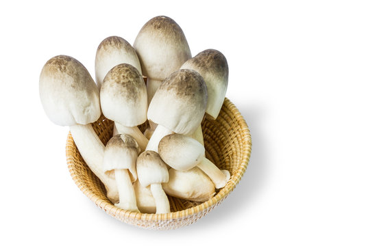 Straw mushroom (Volvariella volvacea)