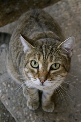 Fototapeta premium Colonia felina