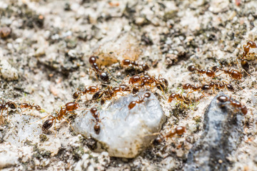 Red-brown ants