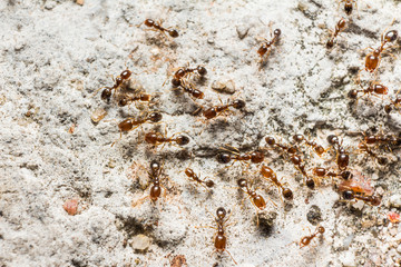 Red-brown ants