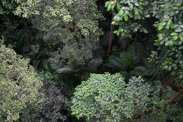 Obraz premium Rainforest