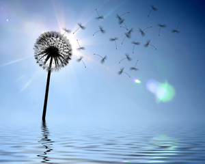 Obraz premium Schöne Pusteblume