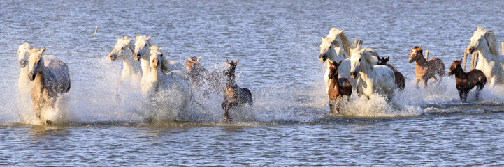 Fototapeta premium Wild horses in Camargue, France