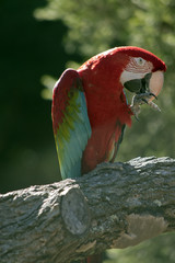 scarlet macaw