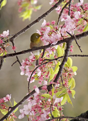 Bird amongst cherry blossoms