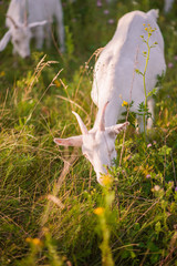 White, gray and black goats graze in the field. Goat close-up. How graze livestock.