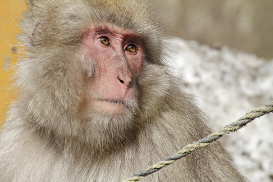 Snow monkey near Nagano, Japan