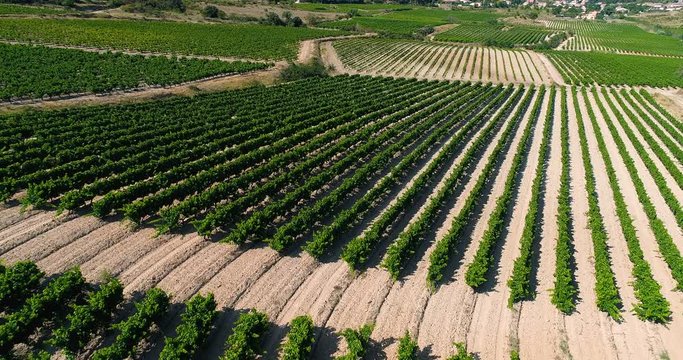 vignes en vue a&eacute;rienne, france