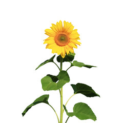 Fototapeta premium Sonnenblume auf weissem Hintergrund