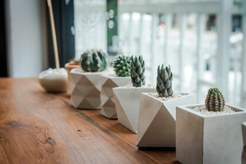 cactus in pot on wood