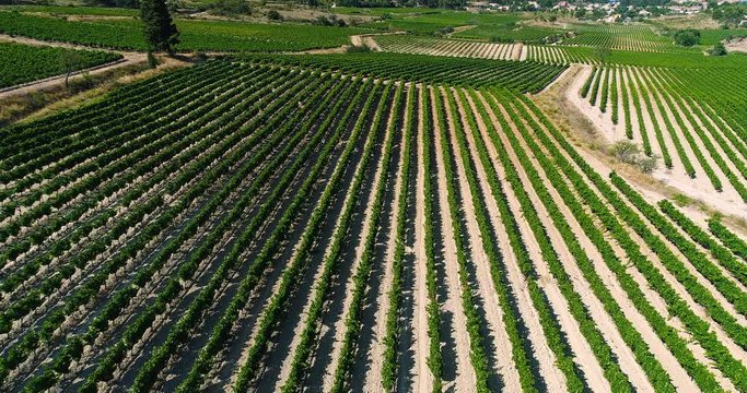 vignes en vue a&eacute;rienne, france