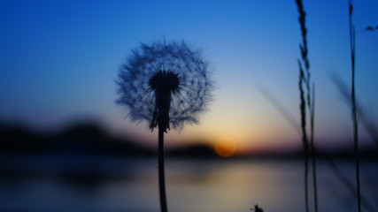 blurred dandelion background