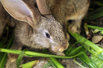 Bunny in a cage