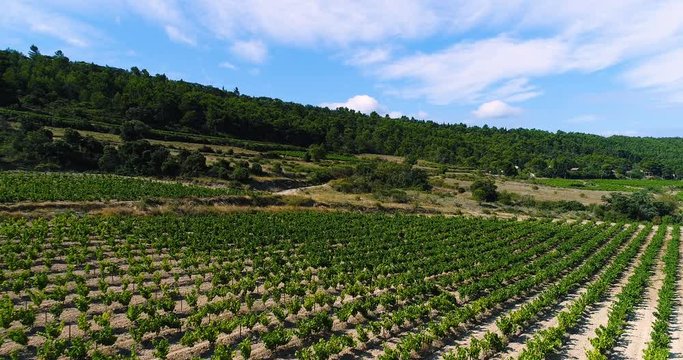 vignes en vue a&eacute;rienne, france