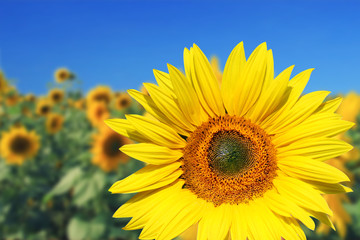 Wunderschöne Sonnenblume