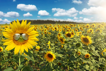 Sonnenblume mit Sonnenbrille