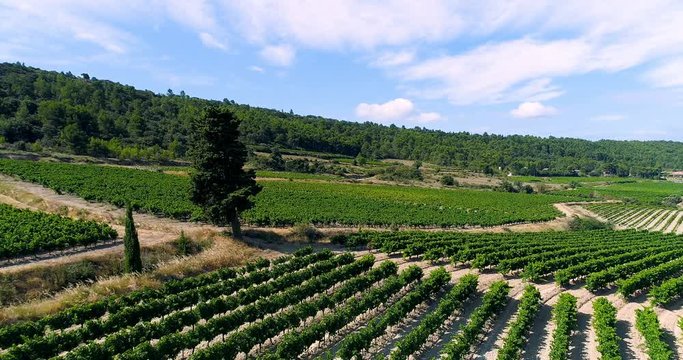 vignes en vue a&eacute;rienne, france