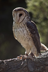 owl