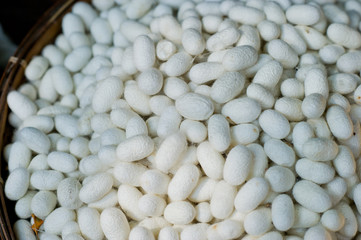 color of Cocoon / nature / butterfly / silk