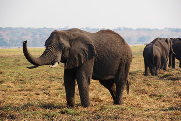 An african Elephant in Chobe NP in Botswana