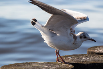 Seagull baltic sea