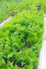 Vegetable, kitchen-garden with young carrot plants. Photo of carrot harvest for eco cookery business. Organic fersh food. Antioxidant kitchen vegetables on eco farm garden bed. Selective soft focus.