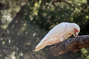 long billed corella