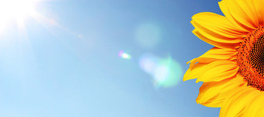 Obraz premium Wunderschöne Sonnenblume